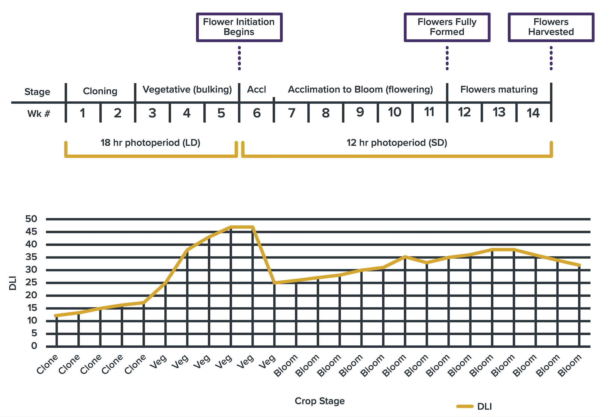 Cannbis DLI Requirements